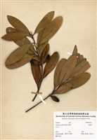 藏品(大頭茶)的圖片